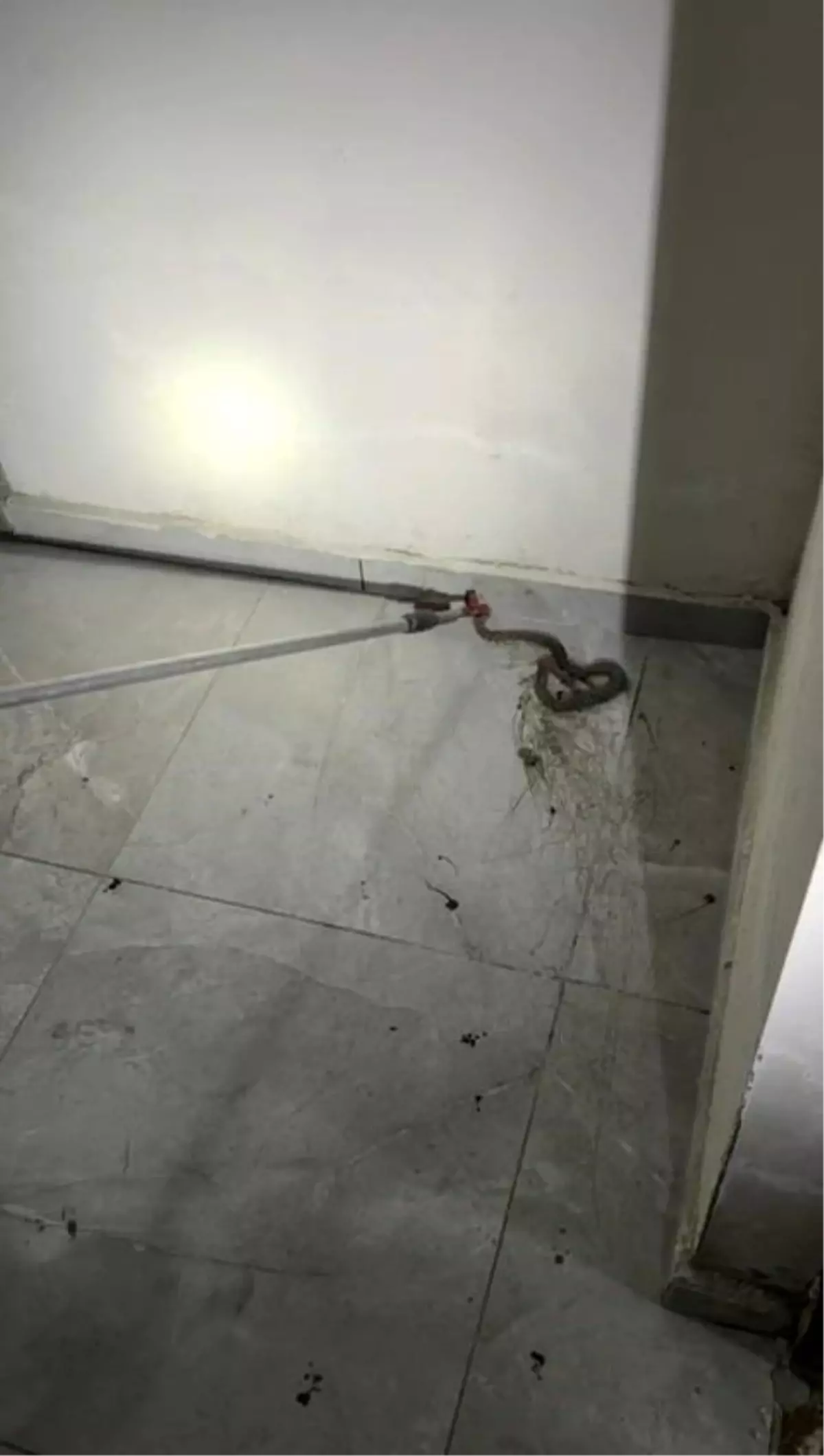 Elazığ'da Yılan Panik Yarattı