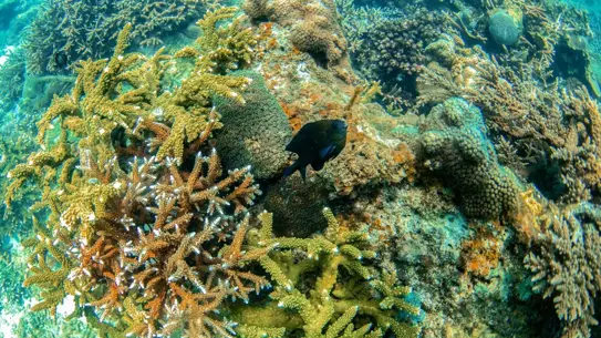 Sanya'da Deniz Çiftliği ile Ekosistem Restorasyonu