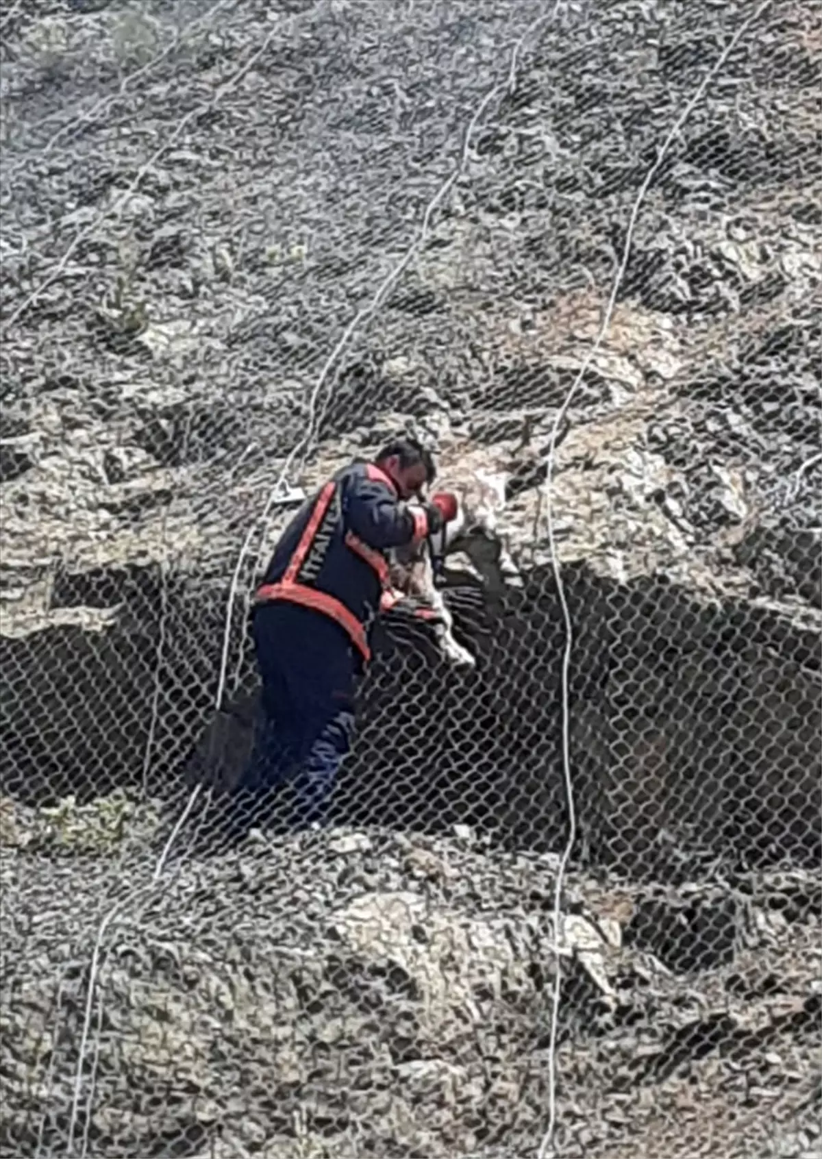 Yaban Keçileri Koruma Tellerinden Kurtarıldı