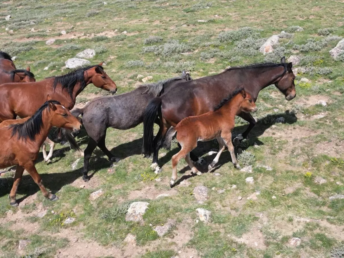 Emirdağ'daki Yılkı Atları Havadan Görüntülendi